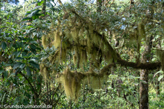 Galapagos-Pflanzen40.jpg